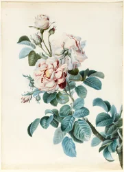Rose de Damas